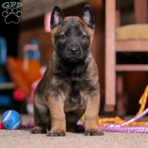 Blaze, Belgian Malinois Puppy